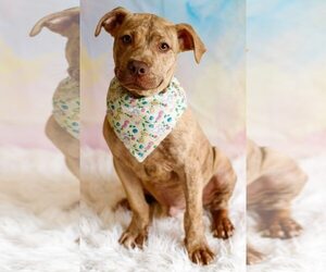 Mutt Dogs for adoption in Greenville, SC, USA