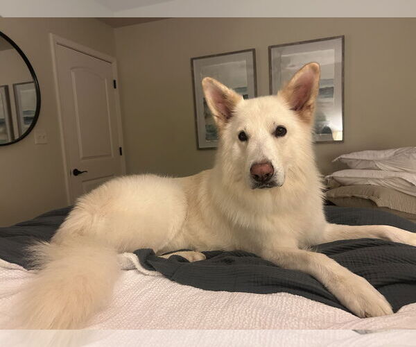 Medium Photo #2 - Mix Puppy For Sale in Hoffman Estates, IL, USA