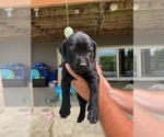 Small Photo #3 Mastador Puppy For Sale in MONTGOMERY, IN, USA