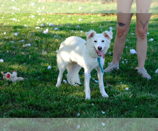 Medium Photo #2 Mutt Puppy For Sale in Evansville, IN, USA