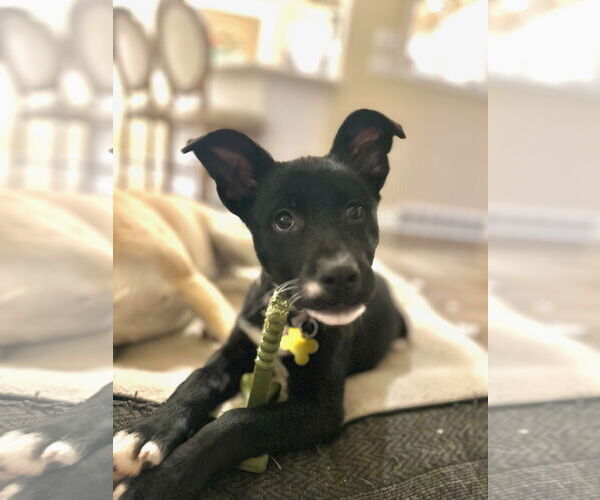 Medium Photo #8 Labrador Retriever-Unknown Mix Puppy For Sale in Sandy, UT, USA