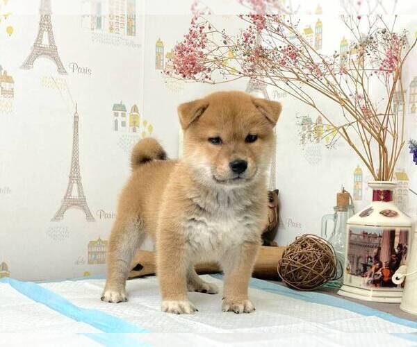Medium Photo #1 Shiba Inu Puppy For Sale in SACRAMENTO, CA, USA