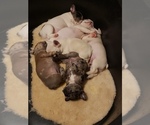 Small Photo #11 French Bulldog Puppy For Sale in BONE CAVE, TN, USA