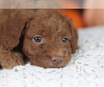 Small Photo #16 Goldendoodle (Miniature) Puppy For Sale in CRESTON, OH, USA