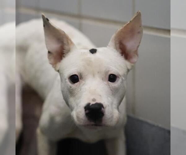 Medium Photo #1 American Staffordshire Terrier-Unknown Mix Puppy For Sale in San Antonio, TX, USA