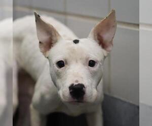 American Staffordshire Terrier-Unknown Mix Dogs for adoption in San Antonio, TX, USA