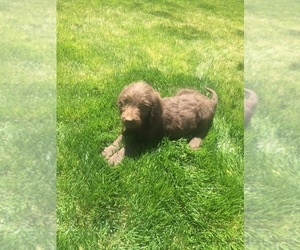 Labradoodle Puppy for sale in PALOMINO VALLEY, NV, USA