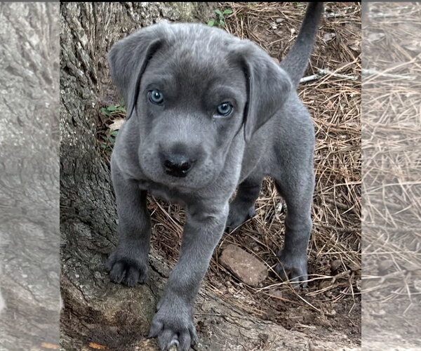 Medium Photo #1 Mutt Puppy For Sale in Rockaway, NJ, USA