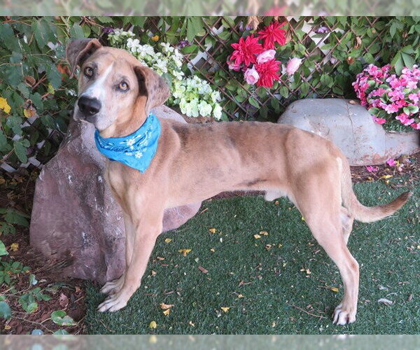 Medium Photo #1 Catahoula Leopard Dog-Unknown Mix Puppy For Sale in Oklahoma City, OK, USA
