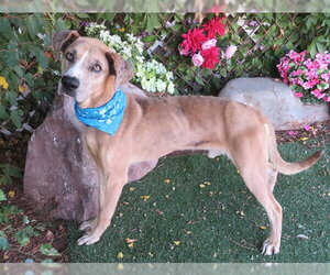 Catahoula Leopard Dog-Unknown Mix Dogs for adoption in Oklahoma City, OK, USA