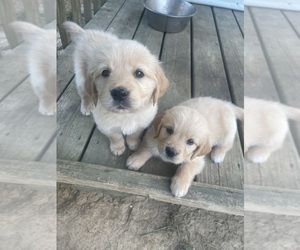 Golden Retriever Puppy for sale in PAYNEVILLE, KY, USA