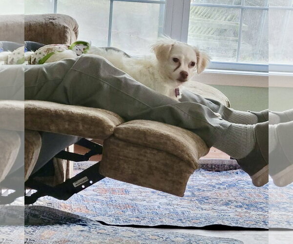 Medium Photo #3 Chi-Poo (Miniature) Puppy For Sale in Spring Lake, NC, USA