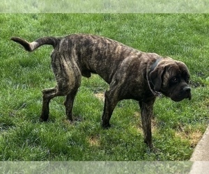 Father of the Mastiff puppies born on 08/04/2022