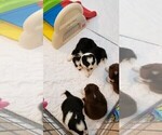 Small Photo #5 Border Collie Puppy For Sale in STRAFFORD, MO, USA