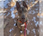 Small Photo #9 Mutt Puppy For Sale in Kanab, UT, USA