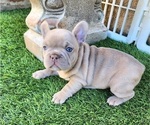 Small #15 French Bulldog