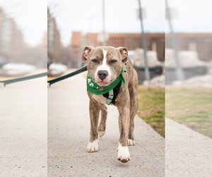 Ronnie - Male American Pit Bull Terrier Dog for Adoption - Photo #7
