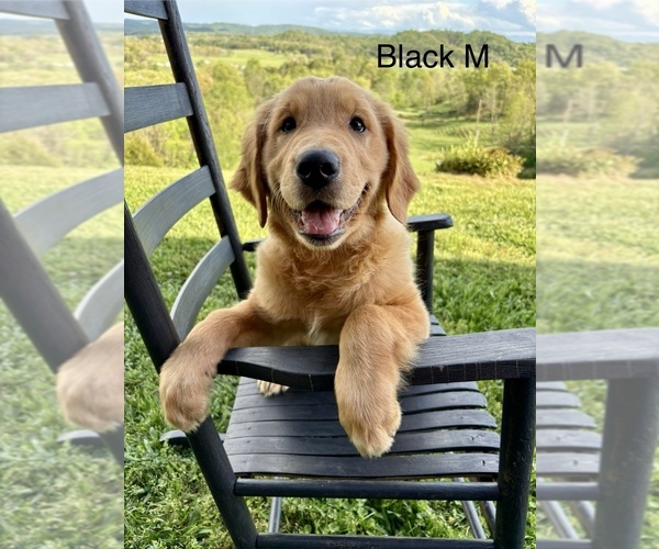 Medium Photo #1 Golden Retriever Puppy For Sale in GREENEVILLE, TN, USA