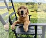Small Photo #1 Golden Retriever Puppy For Sale in GREENEVILLE, TN, USA