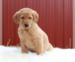 Small Photo #1 Labradoodle Puppy For Sale in APPLE CREEK, OH, USA