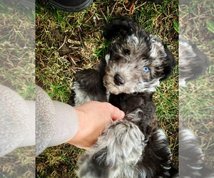Labradoodle Dogs for adoption in COLCHESTER, CT, USA