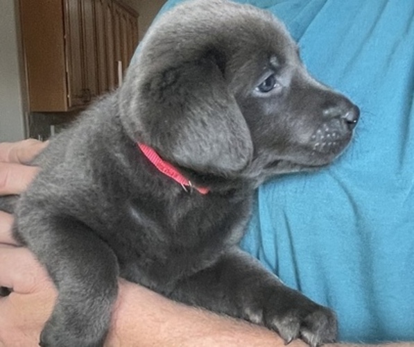 Medium Photo #4 Labrador Retriever Puppy For Sale in QUEEN CREEK, AZ, USA