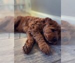 Small Photo #10 Goldendoodle (Miniature) Puppy For Sale in NORTHVILLE, MI, USA