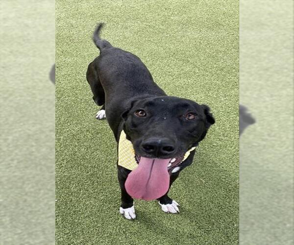 Medium Photo #1 Treeing Walker Coonhound-Unknown Mix Puppy For Sale in Pasadena, TX, USA