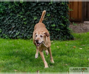 Kuia <3 - Female Labralas Dog for Adoption - Photo #3