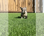 Image preview for Ad Listing. Nickname: Litter of 6