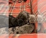 Small Photo #153 French Bulldog Puppy For Sale in CERES, CA, USA