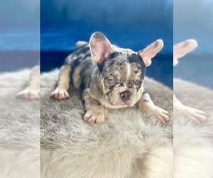 French Bulldog Puppy for Sale in SCOTTSDALE, Arizona USA