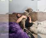 Small #2 American Pit Bull Terrier-American Staffordshire Terrier Mix