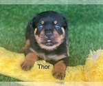 Small Photo #9 Rottweiler Puppy For Sale in HOPKINSVILLE, KY, USA