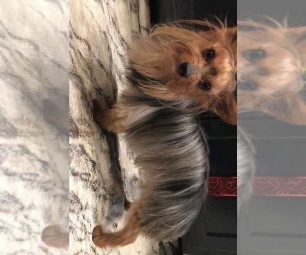 Medium Photo #8 Yorkshire Terrier Puppy For Sale in MOUNT CARMEL, PA, USA