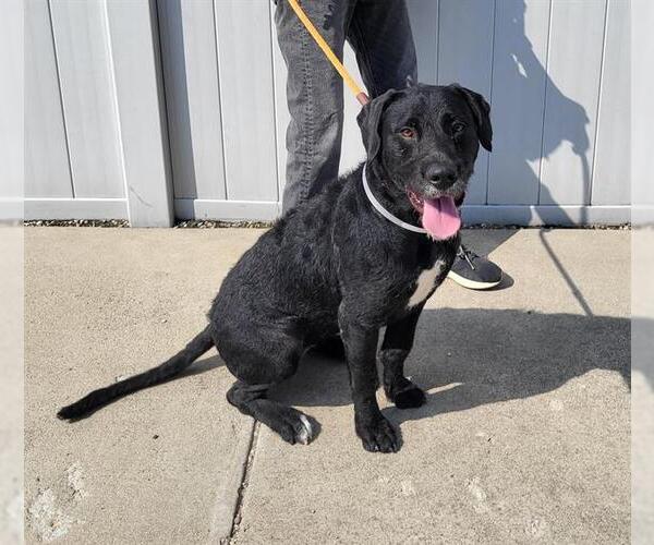 Medium Photo #1 Labrador Retriever-Unknown Mix Puppy For Sale in Louisville, KY, USA
