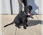 Small Labrador Retriever Mix