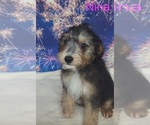 Small #1 Australian Shepherd-Poodle (Toy) Mix
