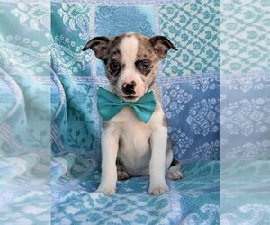 Boston Terrier-Pomsky Mix Puppy for sale in EPHRATA, PA, USA