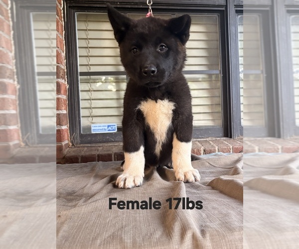 Medium Photo #12 Akita Puppy For Sale in MEM, TN, USA