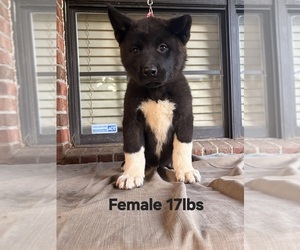 Medium Akita