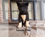 Puppy Puppy 1 Akita