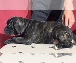Small Photo #82 Cane Corso Puppy For Sale in COTTAGE GROVE, OR, USA