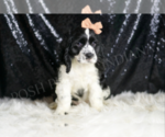 Small #1 Cocker Spaniel
