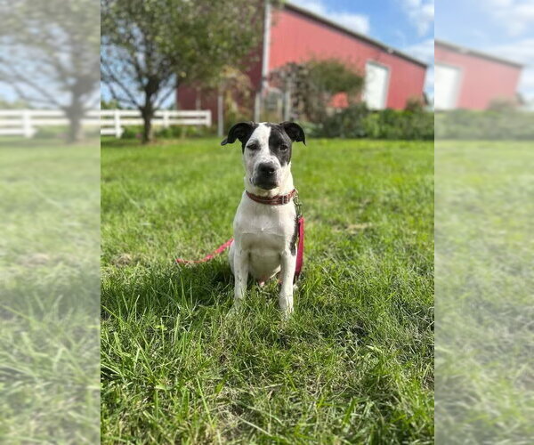 Medium Photo #5 American Pit Bull Terrier-Unknown Mix Puppy For Sale in Germantown, OH, USA