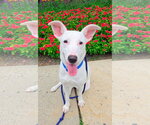 Small #1 Carolina Dog Mix