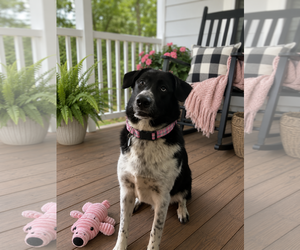Border Collie Dogs for adoption in Mt. Laurel, NJ, USA