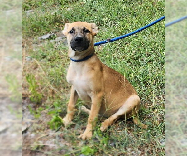 Medium Photo #2 Labrador Retriever-Unknown Mix Puppy For Sale in Wetumpka, AL, USA