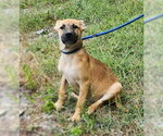 Small #1 Labrador Retriever Mix