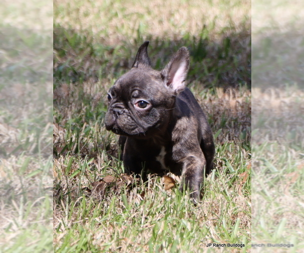Medium Photo #5 French Bulldog Puppy For Sale in WINNSBORO, TX, USA